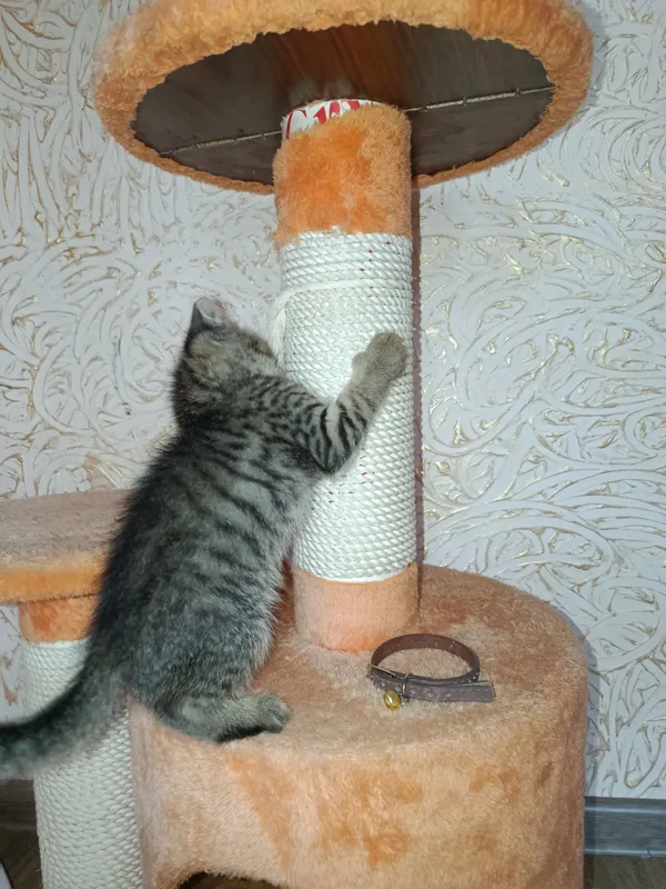 котёнок сверхбыстрый 9