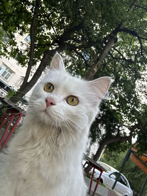 Котик домашний, нету 1 задней ноги. Отдам в хорошие руки — фото 3