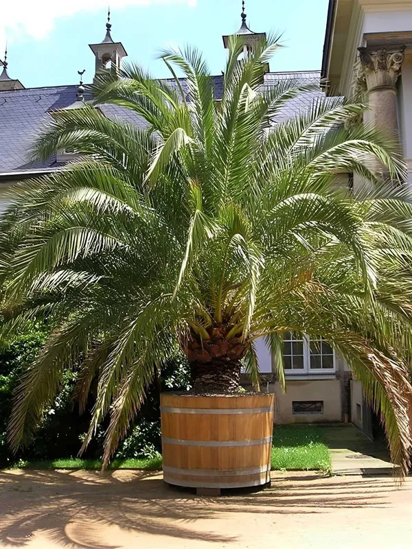 Kanar Palmasi "Luksor" urug‘i, 3 dona — фото 4