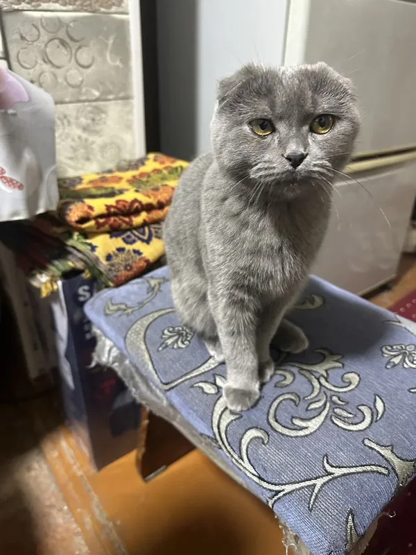 Скоттиш фолд кот 4 Скоттиш фолд кот 4