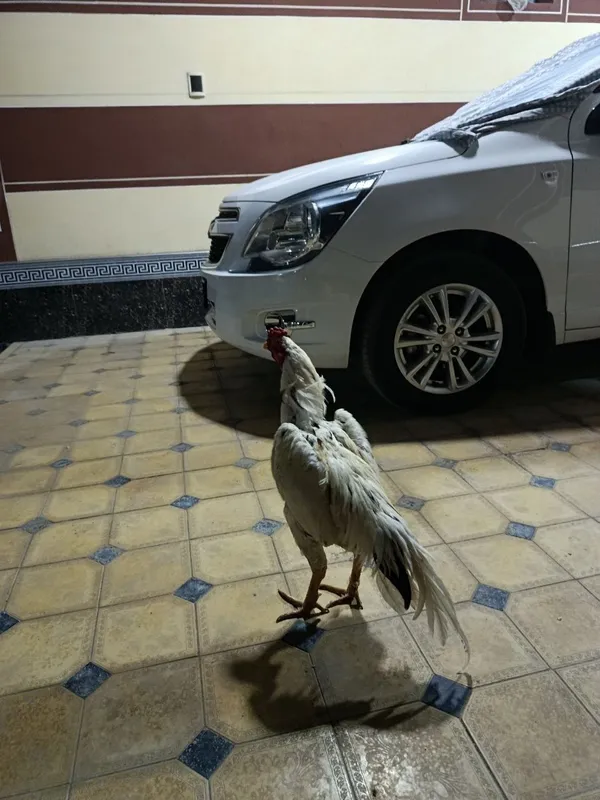 Даканг зотли хуроз сотувда...