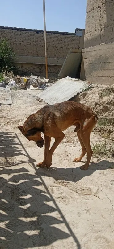 Продается собака — фото 1