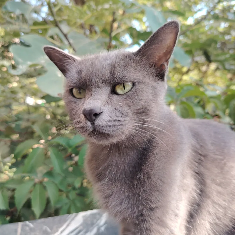 есть кошка, спокойная 3 есть кошка, спокойная 3