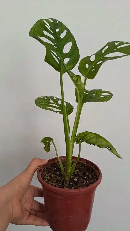 Монестра адансонии, monstera adansonii 2 Монестра адансонии, monstera adansonii 2
