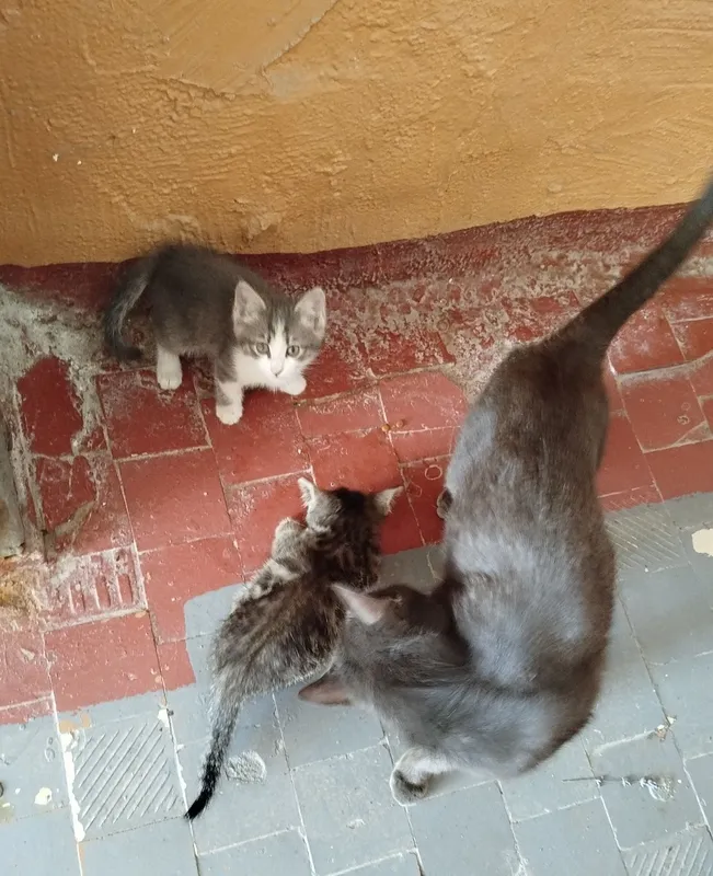 Кошка серого окраса,с котятами.Бывшедомашняя кошка и ее 3 котят — фото 1