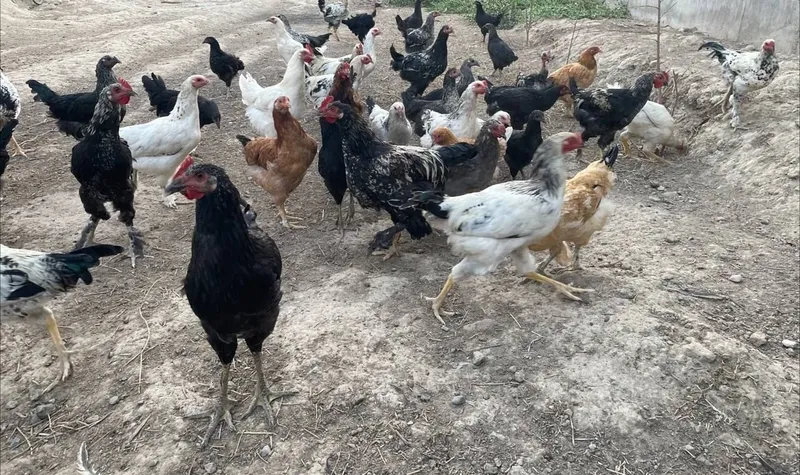 Продам кур и петухов 3 Продам кур и петухов 3
