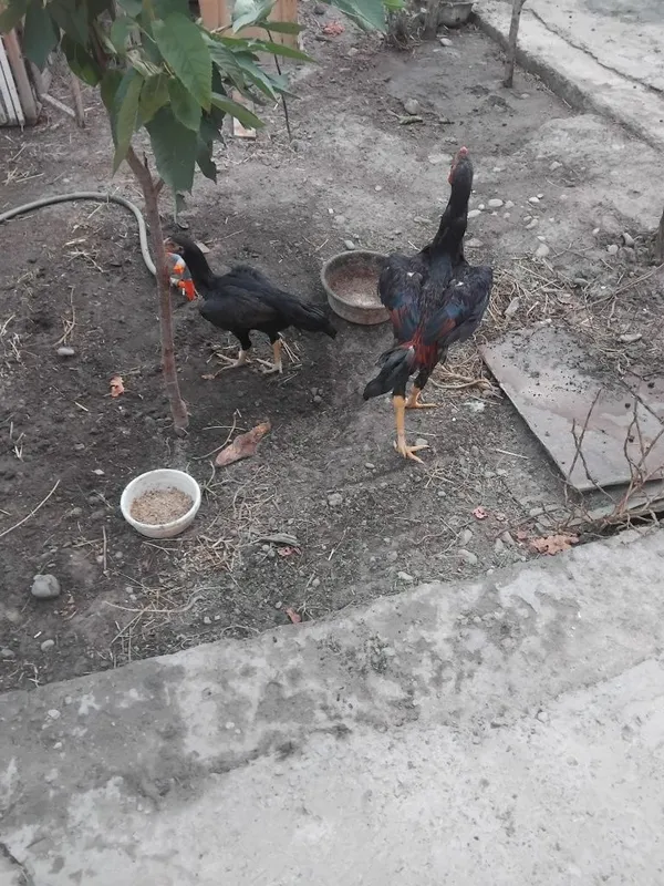 Dakan joja sotilada 3 Dakan joja sotilada 3