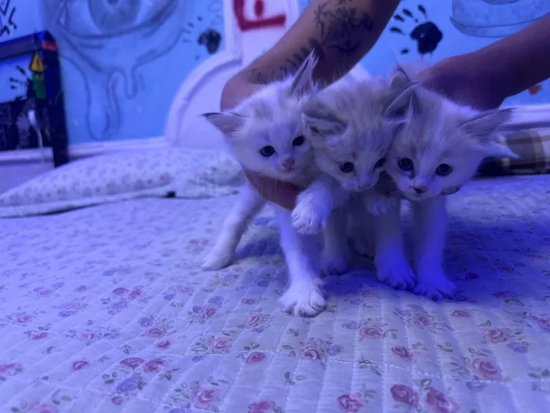 СИБИРСКИЕ КОТЯТА