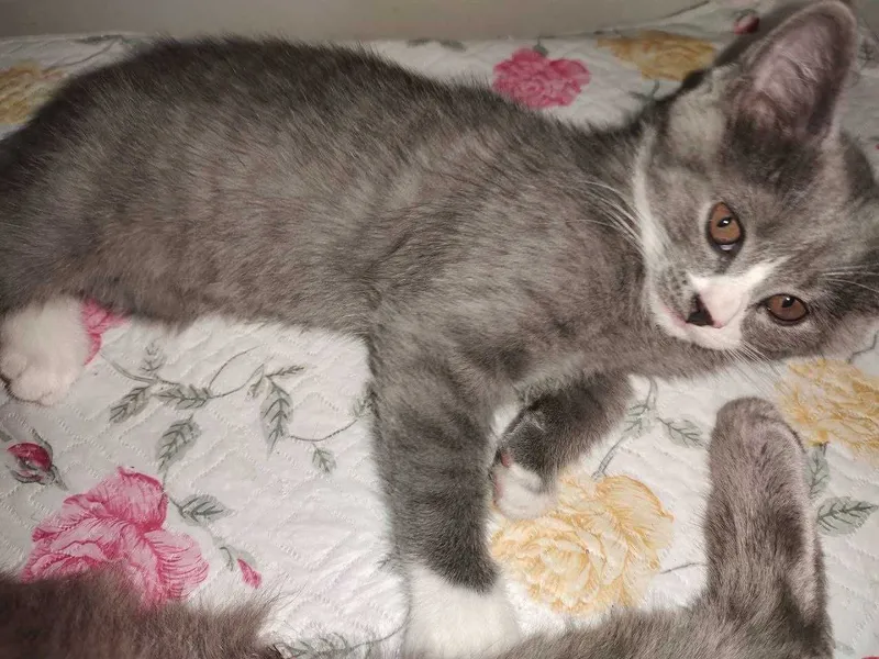 Продам котенка 2.5 месяца — фото 2