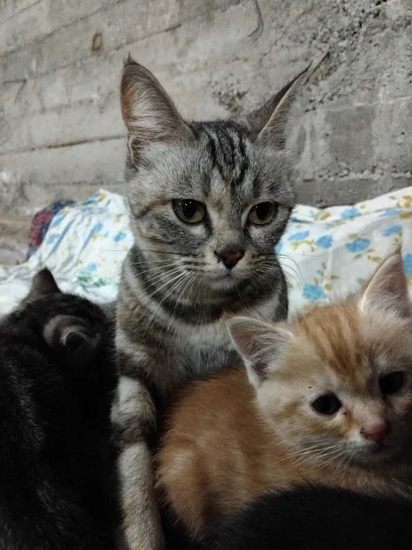 бенгальская кошка — фото 5