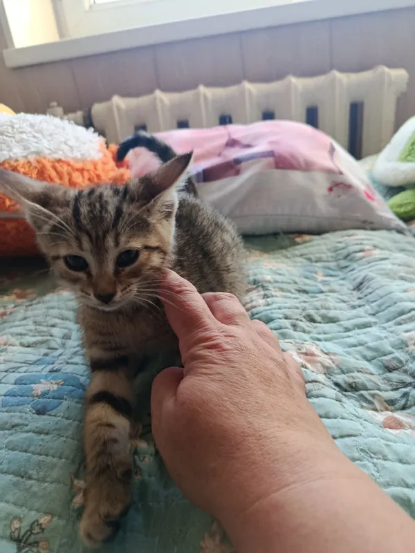 Котята в добрые ответственные руки 3 Котята в добрые ответственные руки 3