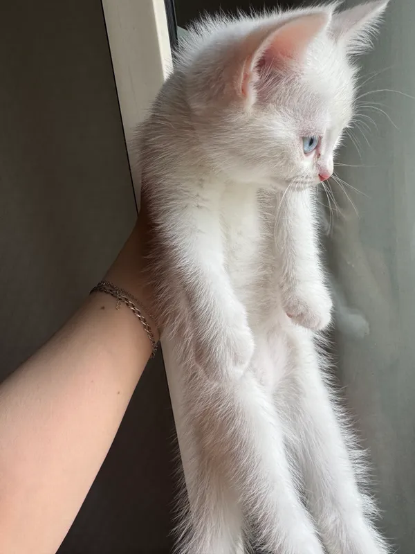 Белый котенок 3 Белый котенок 3