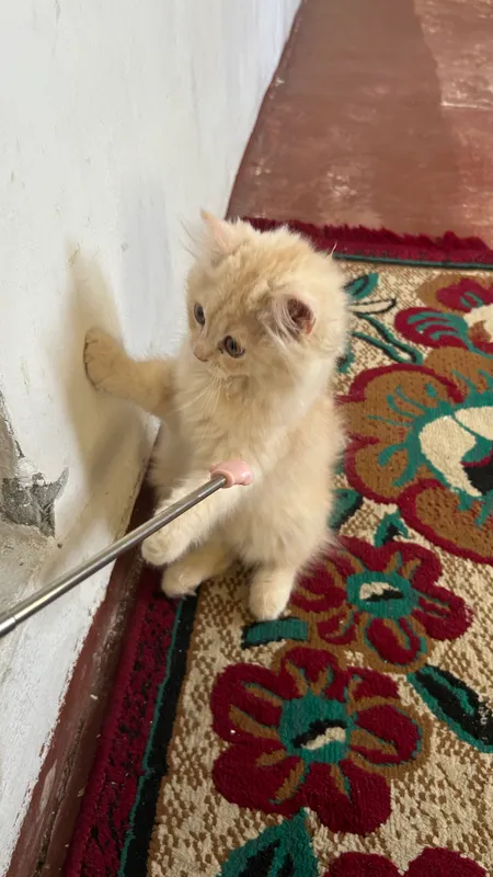 Персидская кошка — фото 2 Персидская кошка — фото 2