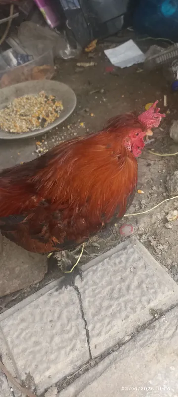 Yapon xoʻroz va tovuq sotiladi — фото 1
