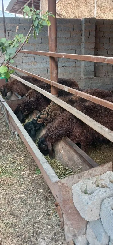 Xusori kashtan simjun.Urgochi qoyla va qochqorla sotiladi Xusori kashtan simjun.Urgochi qoyla va qochqorla sotiladi