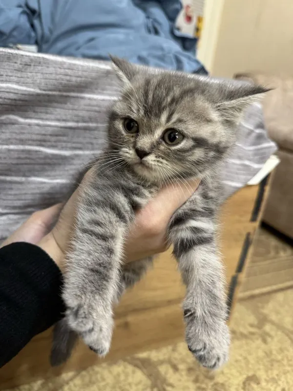 Продаются породистые котята (скоттиш страйт и скоттиш фолд) — фото 3