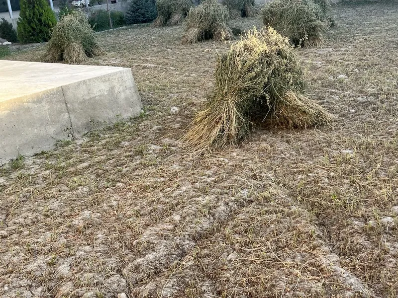 Yangi òrilgan beda 2