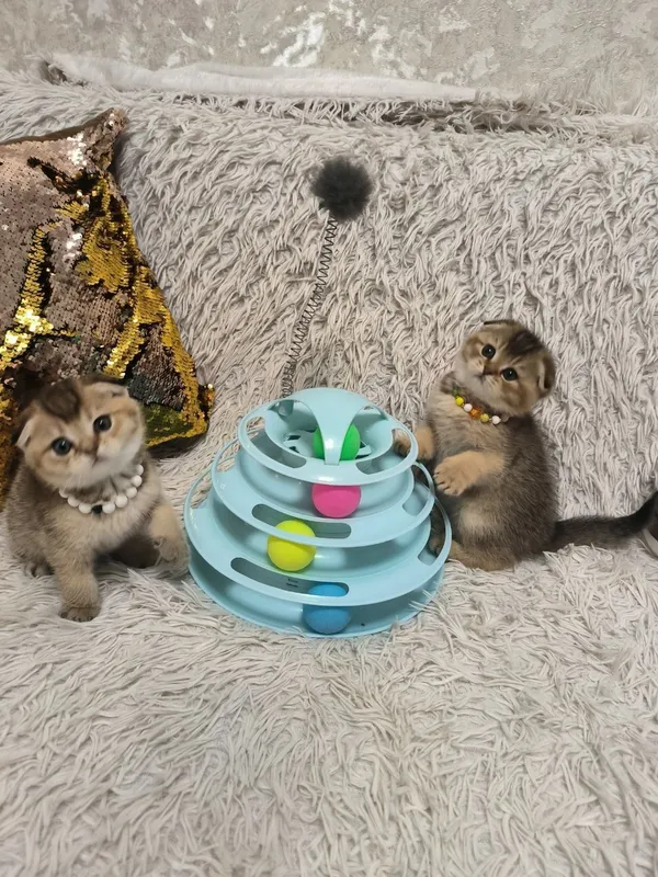 Прекрасные игривые котята — фото 7