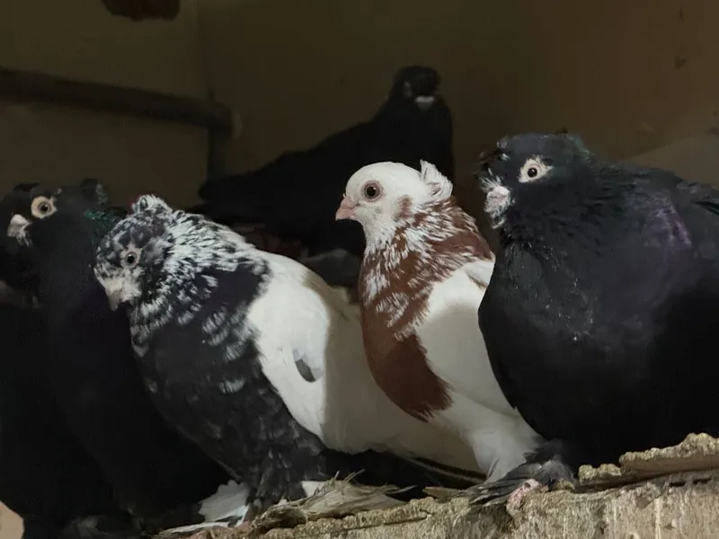 Каптарла сотилади kabutarla sotiladi — фото 3
