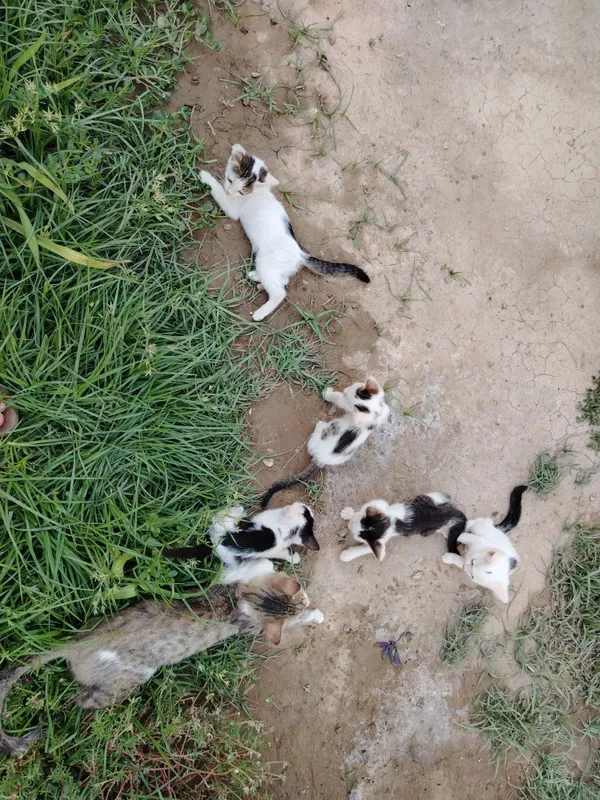 Uy mushuklar rangi oq qora 2 Uy mushuklar rangi oq qora 2
