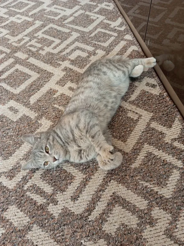 Домашняя красивая кошка Домашняя красивая кошка