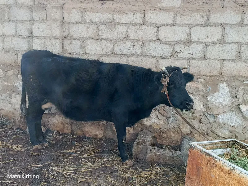Sigir suyishga boqishga mol qilishga bo'ladi Sigir suyishga boqishga mol qilishga bo'ladi