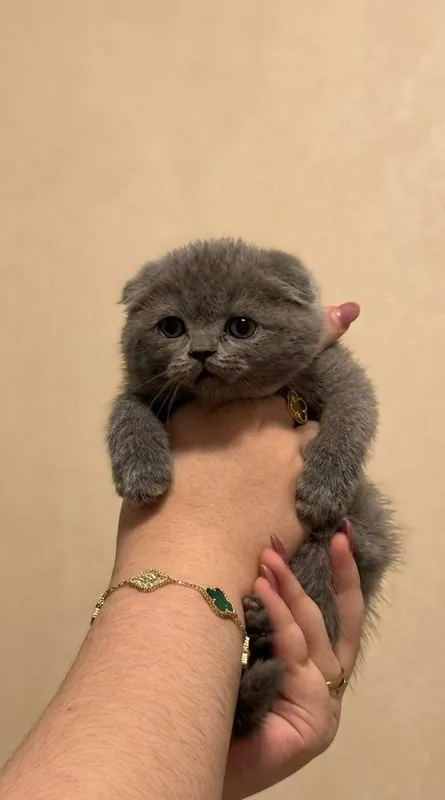 Продаются котята — фото 3
