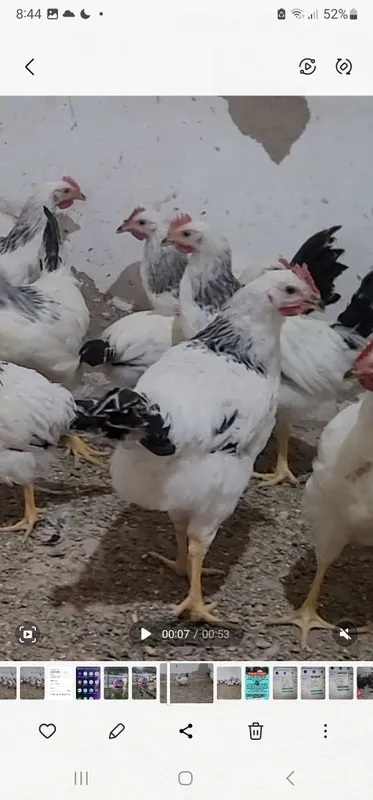 Adler serbrist tozasi tuxumlari sotiladi