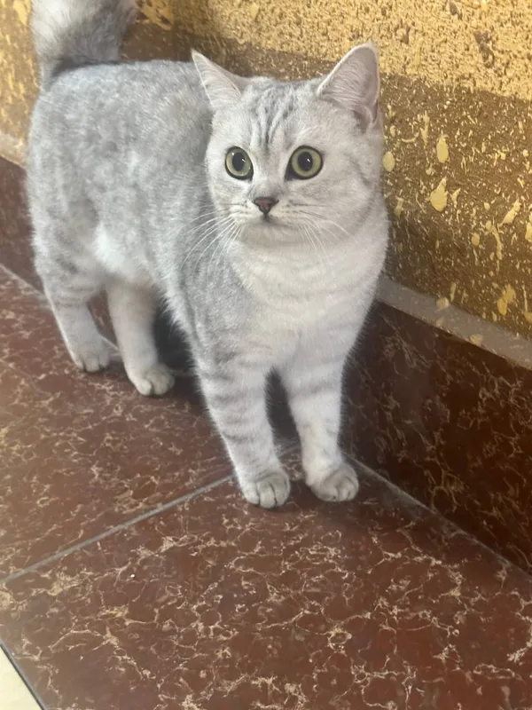 Шиншилла кошка