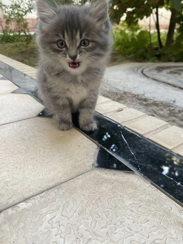 Кошка продоётся 4