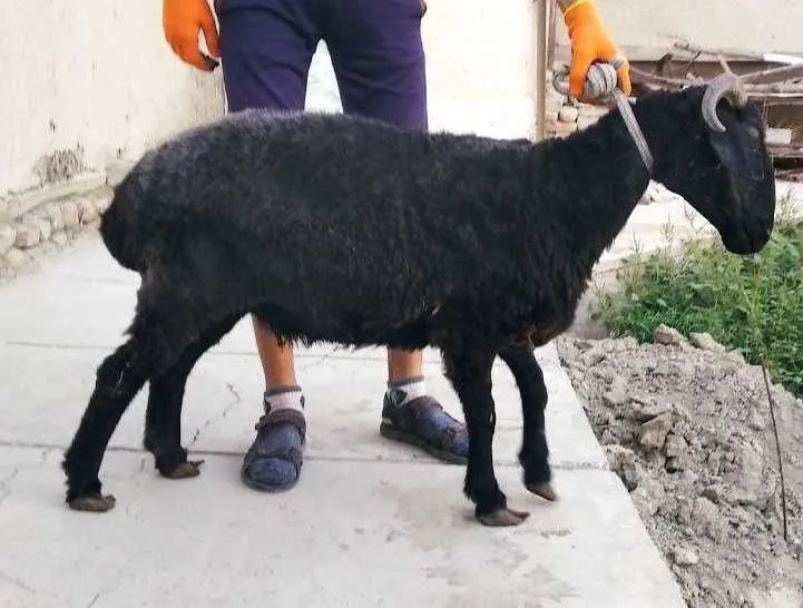 Shoxli arabi qo`y va bolasi sotiladi — фото 2