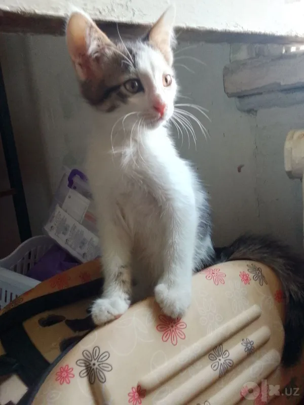 Домашние чистые котята, 2 месяца. 1 Домашние чистые котята, 2 месяца. 1