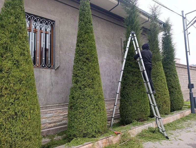 Archa kesish xizmati va gazon ekish 4 Archa kesish xizmati va gazon ekish 4