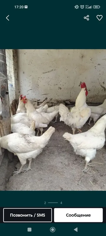 Tovuqlar sotiladi honakilashtirilgan tuhumga yahshi tuhumda — фото 1