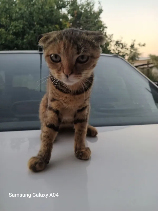котёнок Scottish Fold, девочка, 3,5 месяца 2 котёнок Scottish Fold, девочка, 3,5 месяца 2