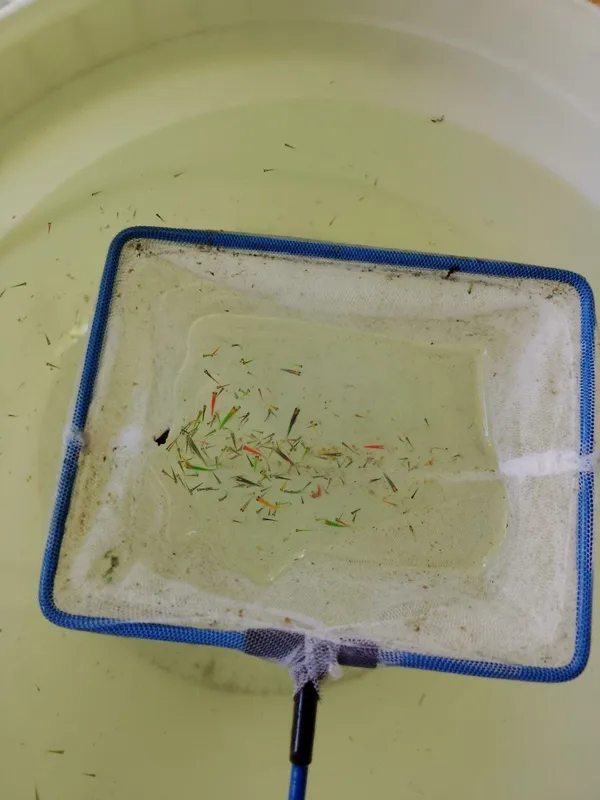 Sotiladi danio malyoklari va ota onalari
