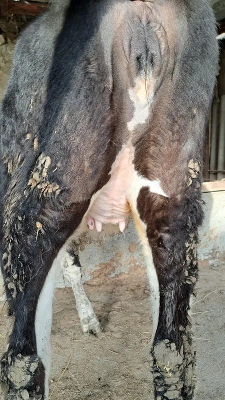 Гибрид Гунажин 1чи коринга бугоз — фото 3