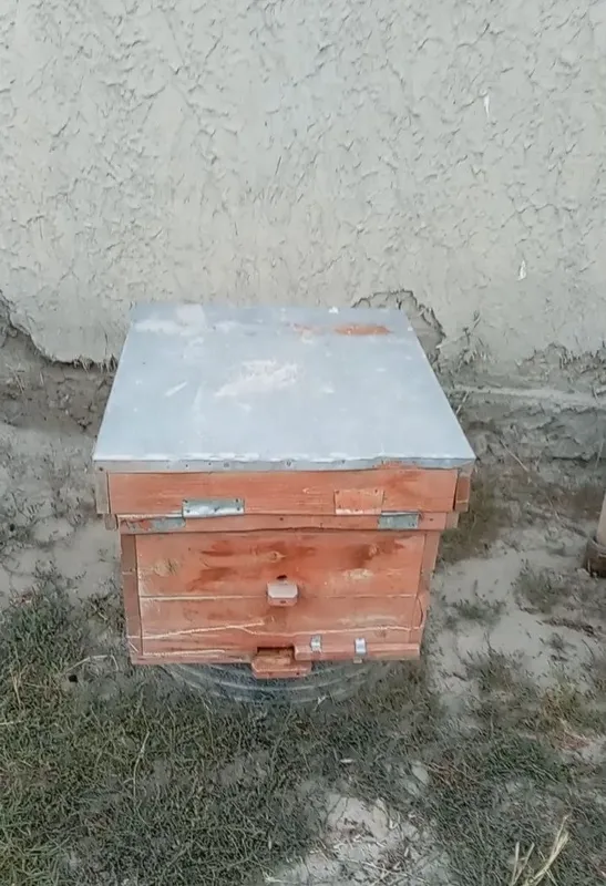 Asalarilar sotiladi, 6 quti asal arilar 4