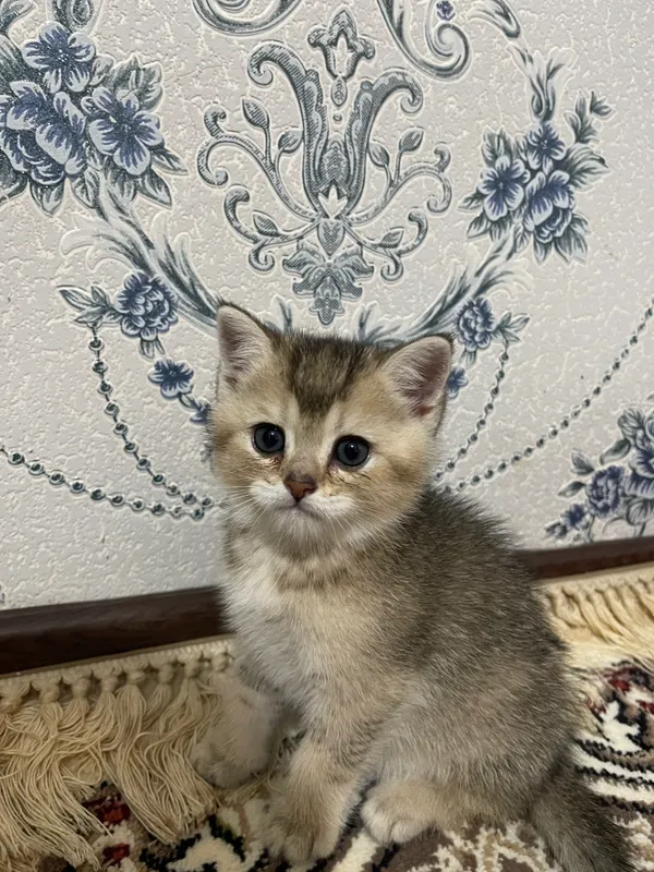 Кошка 2 Кошка 2