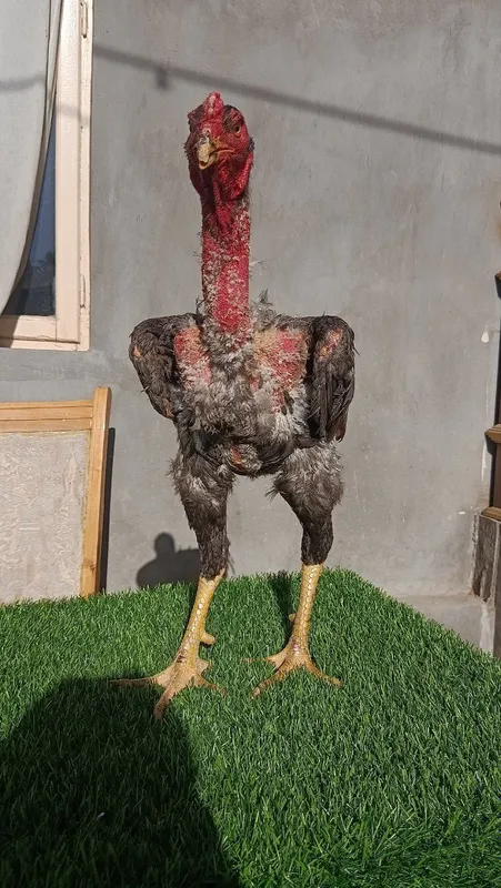 Dakan xoroz sotiladi