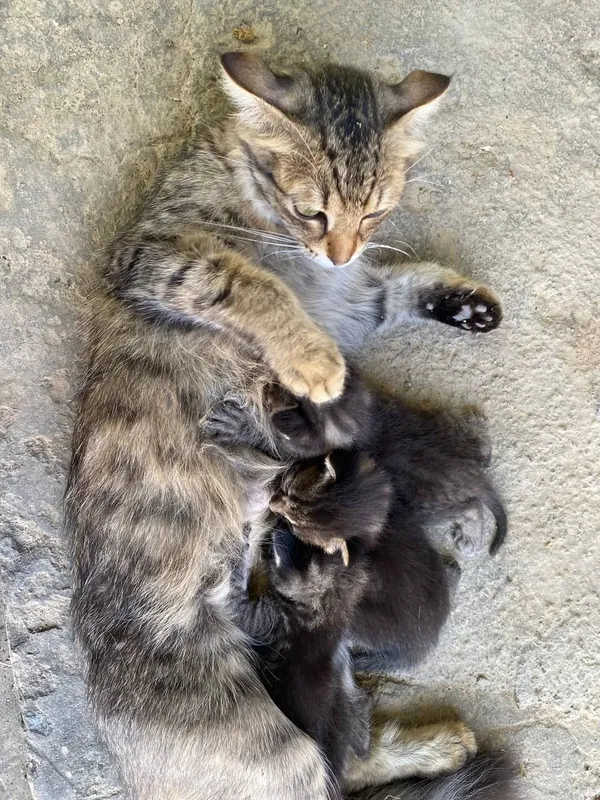 котята (породистые).. 4 котята (породистые).. 4