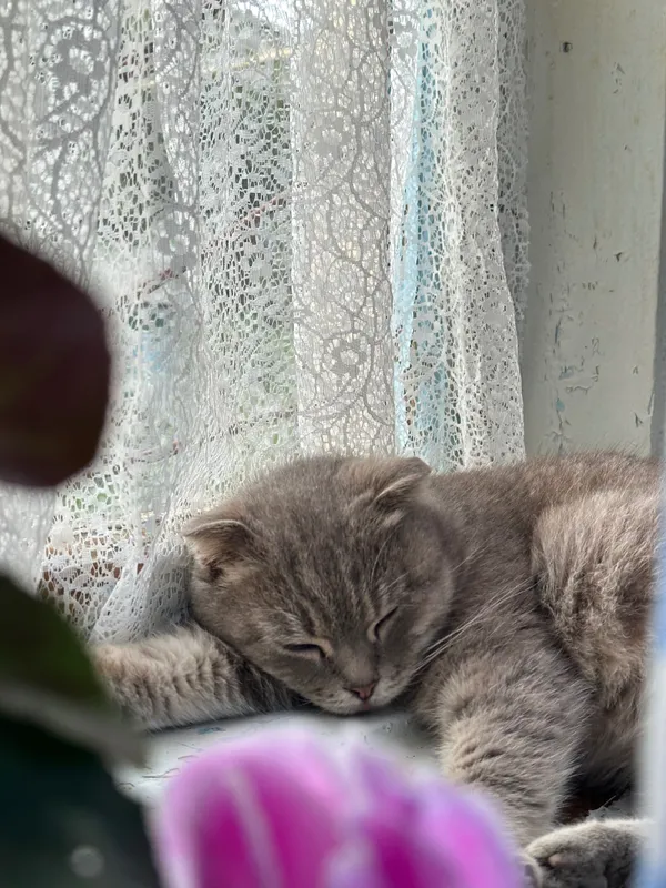Отдам в хорошем руки кошек веслоухой породы