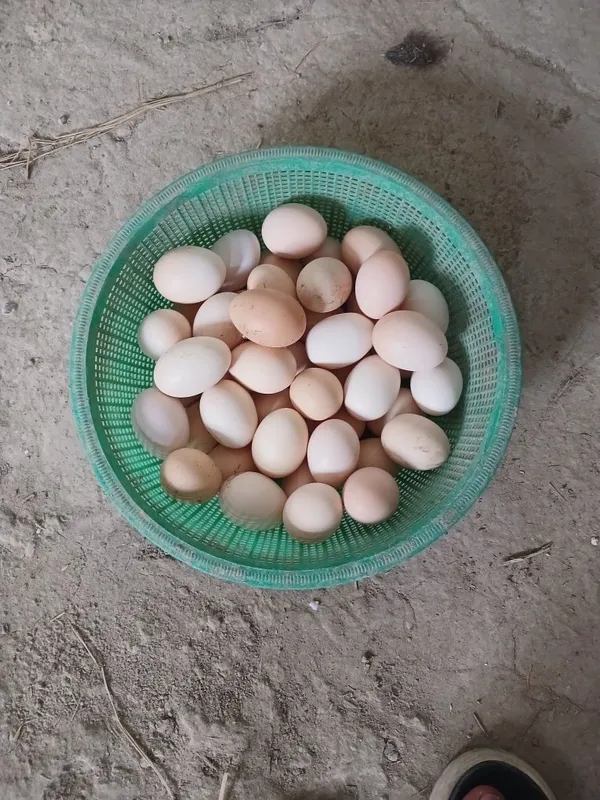 Uy Tuxum sotiladi 1 Uy Tuxum sotiladi 1