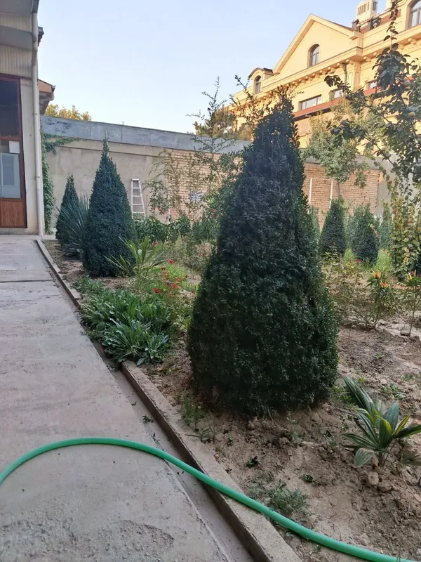 Шамшод куп йиллик — фото 2