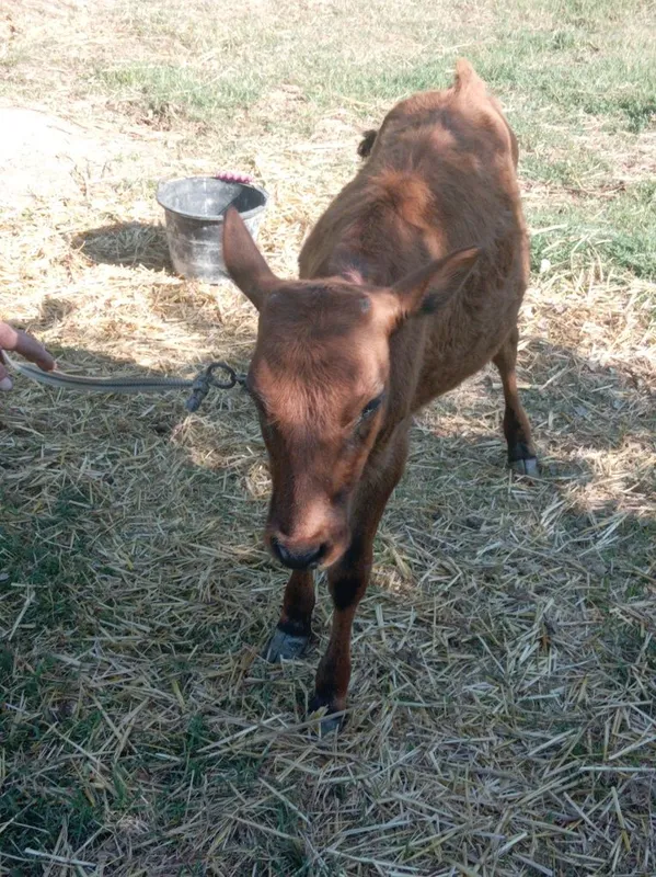 G'unojincha sotiladi 2