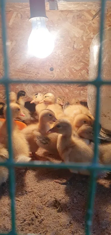 Продаются утята разного возроста — фото 2