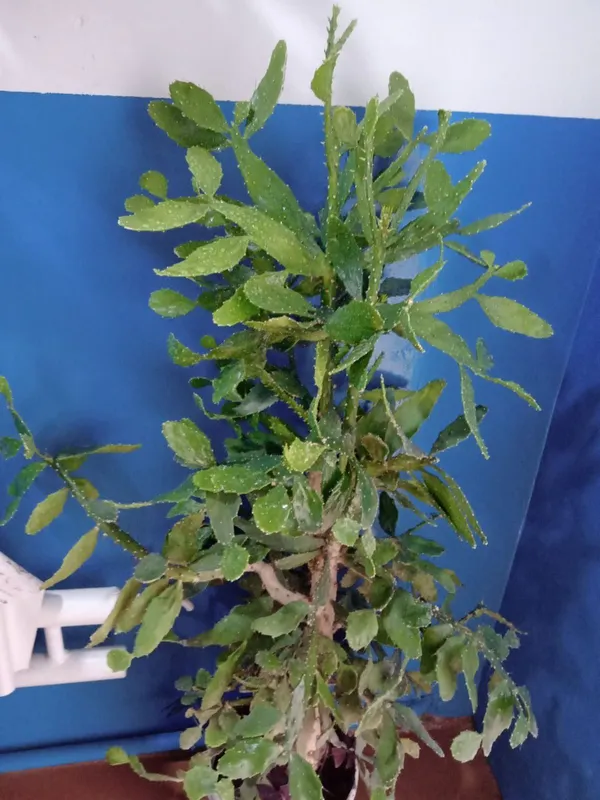Продам Кактус для офиса