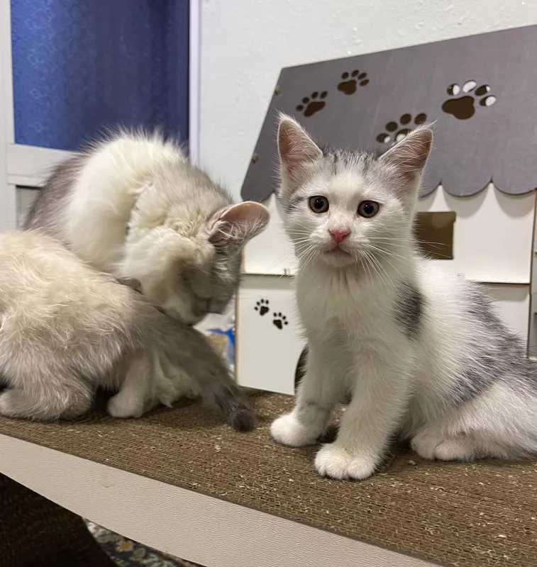 Продается кошечка породы турецкая Ангора — фото 2