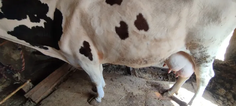 Ona bola sigir sotiladi