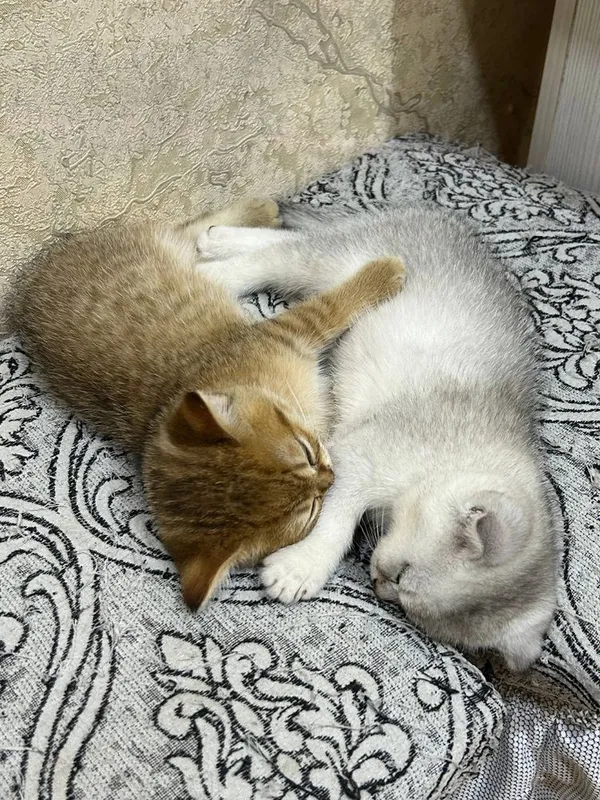 Породистые котята 1 Породистые котята 1